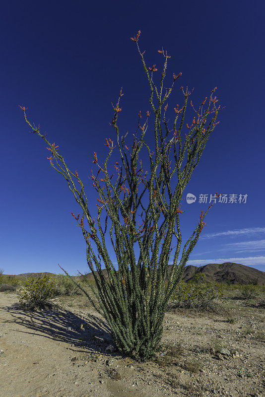 Fouquieria splendens, ocotillo，也被称为马鞭，蜡烛木，slimwood，沙漠珊瑚，Jacob's staff, Jacob cactus，和藤本仙人掌是一种原产于美国西南部索诺拉沙漠和奇瓦瓦沙漠的植物。禅师